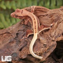 Baby Lilly White Red Pinstripe Crested Geckos For Sale - Underground Reptiles