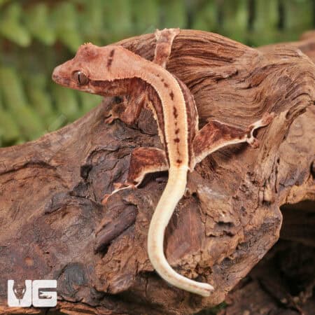 Baby Lilly White Red Pinstripe Crested Geckos For Sale - Underground Reptiles