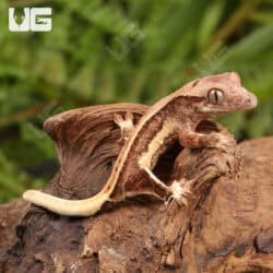 Baby Lilly White Red Pinstripe Crested Geckos For Sale - Underground Reptiles