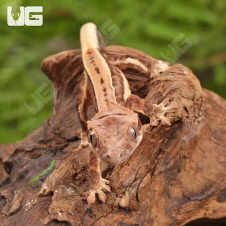 Baby Lilly White Red Pinstripe Crested Geckos For Sale - Underground Reptiles