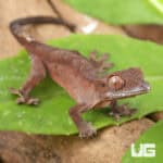 Baby Red Dalmatian Crested Geckos For Sale - Underground Reptiles