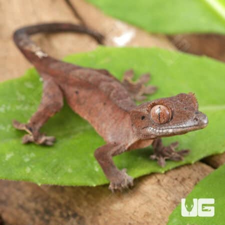 Baby Red Dalmatian Crested Geckos For Sale - Underground Reptiles