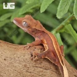 Baby Red Phantom Pinstripe Crested Geckos For Sale - Underground Reptiles