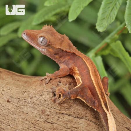 Baby Red Phantom Pinstripe Crested Geckos For Sale - Underground Reptiles