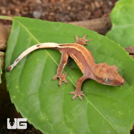 Baby Red Phantom Pinstripe Crested Geckos For Sale - Underground Reptiles
