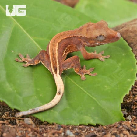 Baby Red Phantom Pinstripe Crested Geckos For Sale - Underground Reptiles