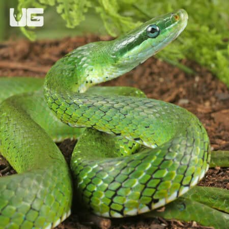 Blue Eyed Bush Rat Snake For Sale - Underground Reptiles