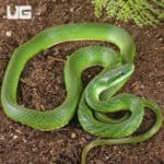 Blue Eyed Bush Rat Snake For Sale - Underground Reptiles