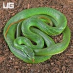Blue Eyed Bush Rat Snake For Sale - Underground Reptiles