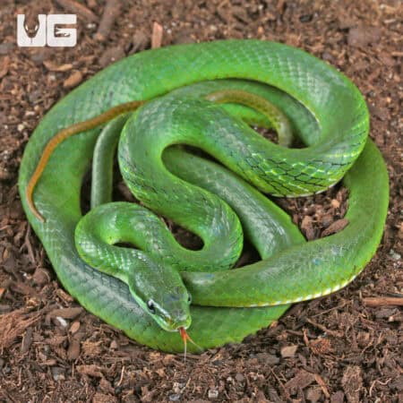 Blue Eyed Bush Rat Snake For Sale - Underground Reptiles