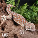 Bold Striped Tokay Geckos For Sale - Underground Reptiles