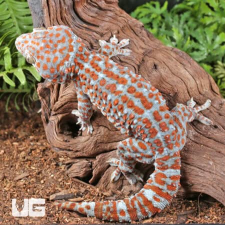 Bold Striped Tokay Geckos For Sale - Underground Reptiles