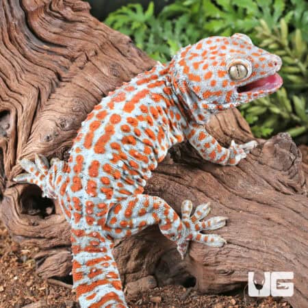 Bold Striped Tokay Geckos For Sale - Underground Reptiles