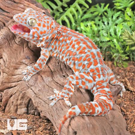 Bold Striped Tokay Geckos For Sale - Underground Reptiles