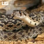 Bull Snake for Sale - Underground Reptiles