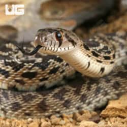 Bull Snake for Sale - Underground Reptiles