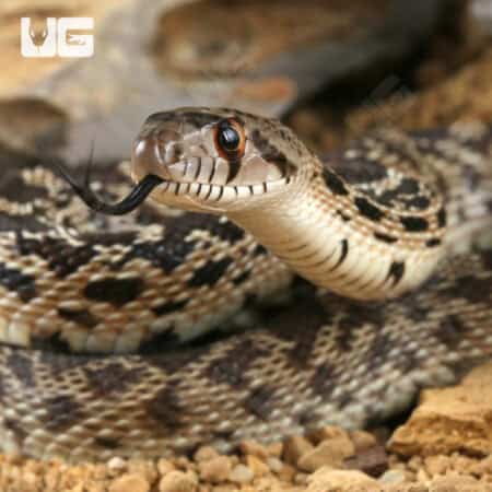 Bull Snake for Sale - Underground Reptiles