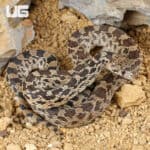 Bull Snake for Sale - Underground Reptiles