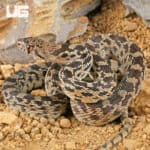 Bull Snake for Sale - Underground Reptiles