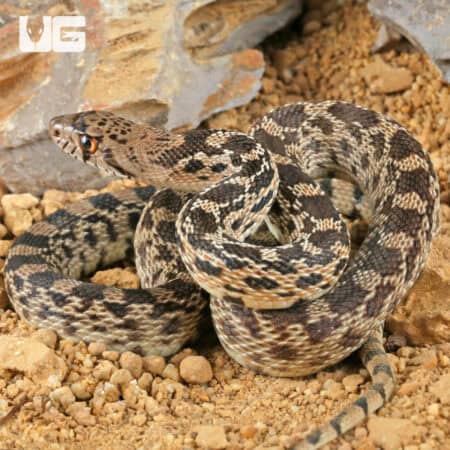 Bull Snake for Sale - Underground Reptiles