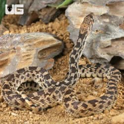 Bull Snake for Sale - Underground Reptiles
