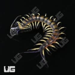 C.B. Baby Vietnamese Black Flame Centipede (Scolopendra dehaani) For Sale - Underground Reptiles
