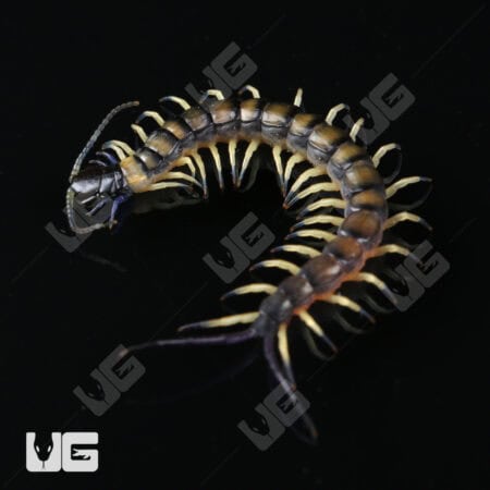 C.B. Baby Vietnamese Black Flame Centipede (Scolopendra dehaani) For Sale - Underground Reptiles