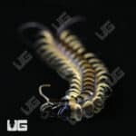 C.B. Baby Vietnamese Black Flame Centipede (Scolopendra dehaani) For Sale - Underground Reptiles