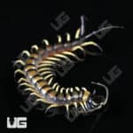 C.B. Baby Vietnamese Black Flame Centipede (Scolopendra dehaani) For Sale - Underground Reptiles