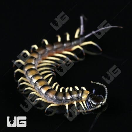 C.B. Baby Vietnamese Black Flame Centipede (Scolopendra dehaani) For Sale - Underground Reptiles