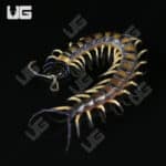 C.B. Baby Vietnamese Black Flame Centipede (Scolopendra dehaani) For Sale - Underground Reptiles