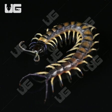C.B. Baby Vietnamese Black Flame Centipede (Scolopendra dehaani) For Sale - Underground Reptiles