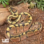 Baby Calico Spider Ball Python For Sale - Underground Reptiles