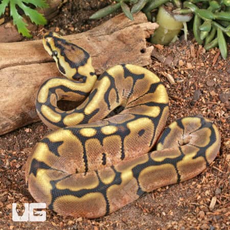 Baby Calico Spider Ball Python For Sale - Underground Reptiles