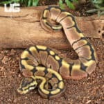Baby Calico Spider Ball Python For Sale - Underground Reptiles