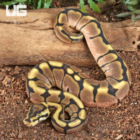 Baby Calico Spider Ball Python For Sale - Underground Reptiles
