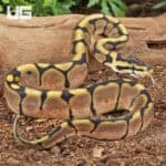 Baby Calico Spider Ball Python For Sale - Underground Reptiles