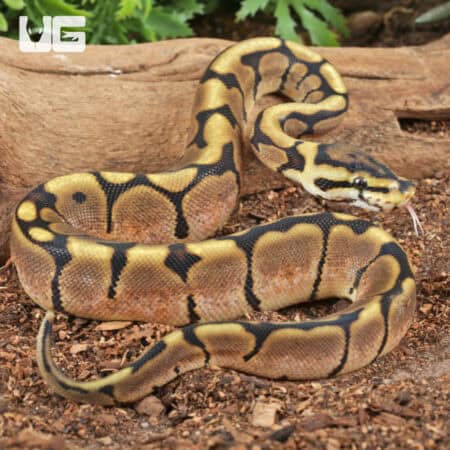 Baby Calico Spider Ball Python For Sale - Underground Reptiles