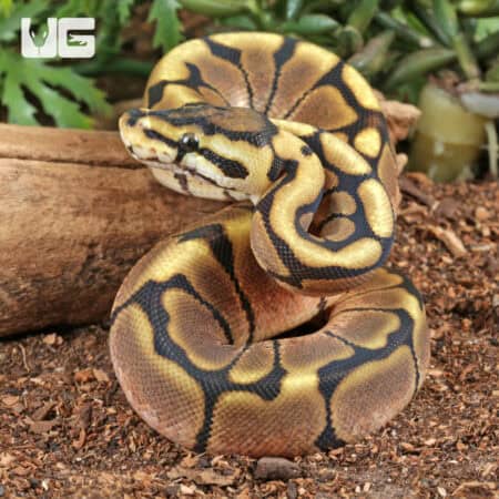Baby Calico Spider Ball Python For Sale - Underground Reptiles