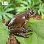 Cameroon Tigerleg Tree Frogs For Sale - Underground Reptiles