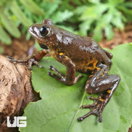 Cameroon Tigerleg Tree Frogs For Sale - Underground Reptiles