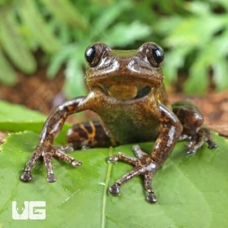 Cameroon Tigerleg Tree Frogs For Sale - Underground Reptiles