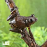 Cameroon Tigerleg Tree Frogs For Sale - Underground Reptiles