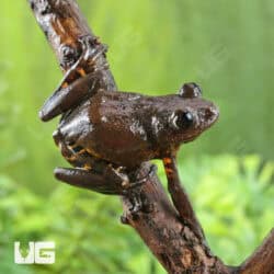 Cameroon Tigerleg Tree Frogs For Sale - Underground Reptiles
