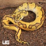 Baby Clown Enchi Pastel Ball Pythons For Sale - Underground Reptiles