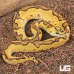 Baby Clown Enchi Pastel Ball Pythons For Sale - Underground Reptiles