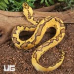 Baby Clown Enchi Pastel Ball Pythons For Sale - Underground Reptiles