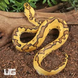 Baby Clown Enchi Pastel Ball Pythons For Sale - Underground Reptiles