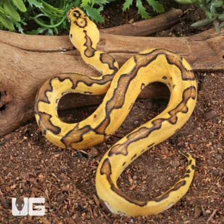 Baby Clown Enchi Pastel Ball Pythons For Sale - Underground Reptiles