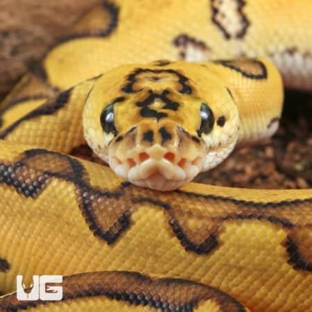 Baby Clown Enchi Pastel Ball Pythons For Sale - Underground Reptiles